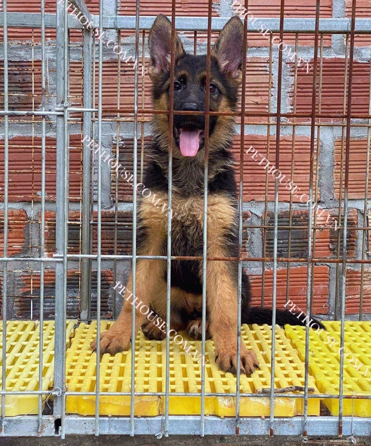 Chó Becgie Đức với tư thế sẵn sàng