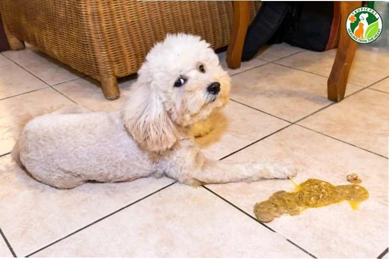 Chó bị Parvo giai đoạn cuối có thể có dấu hiệu suy nhược cơ thể