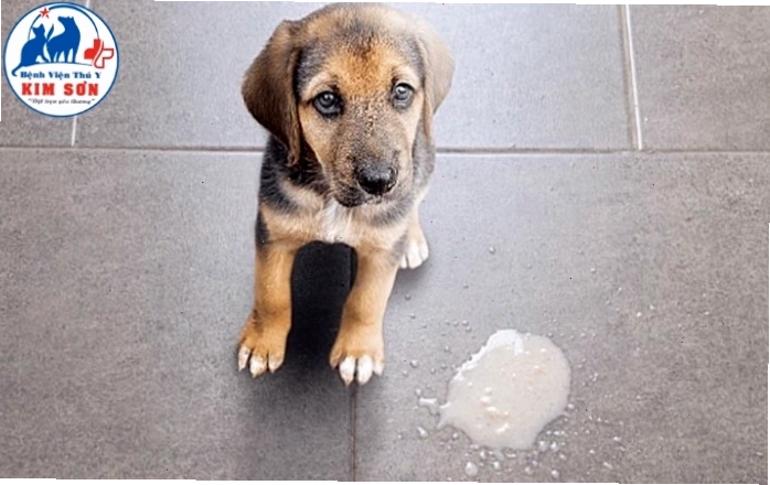 Chó bị Parvo giai đoạn đầu thường có dấu hiệu mệt mỏi, chán ăn