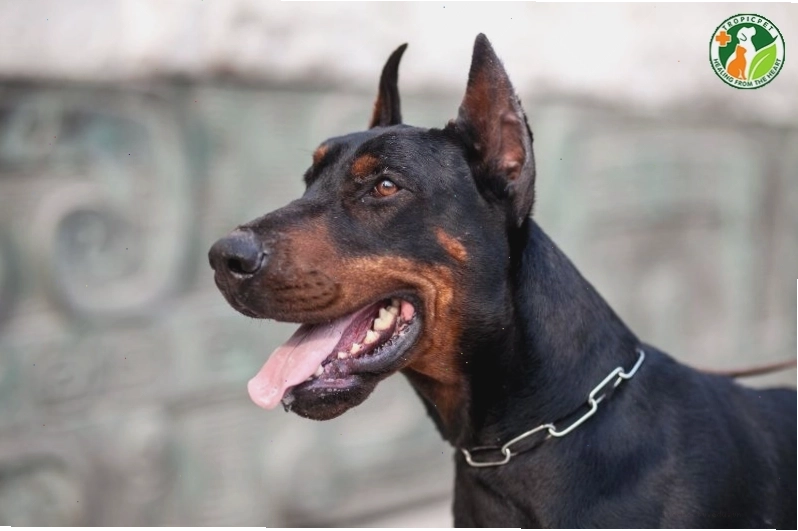Chó Doberman với vẻ ngoài uy dũng và đôi mắt cảnh giác