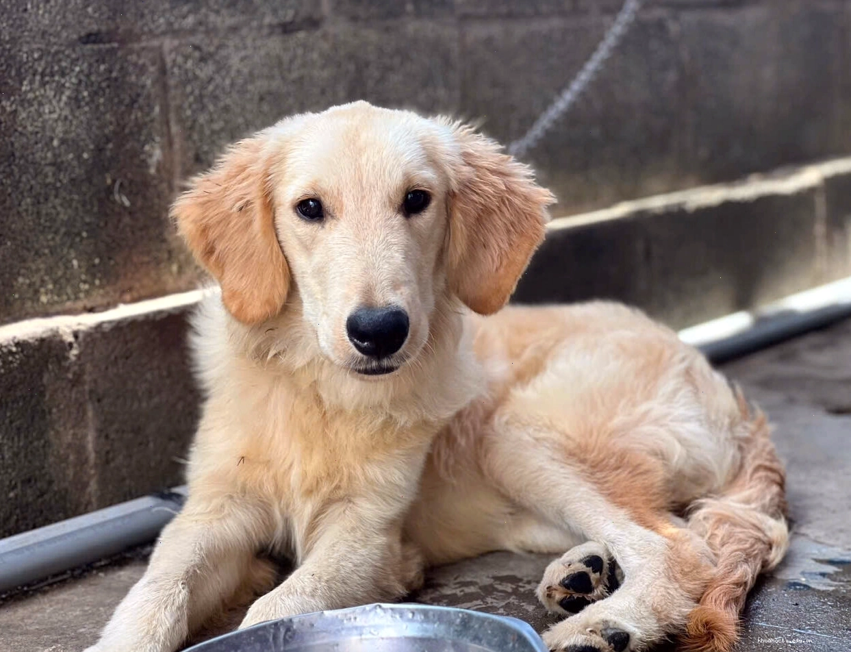Chó Golden con với bộ lông vàng óng ả