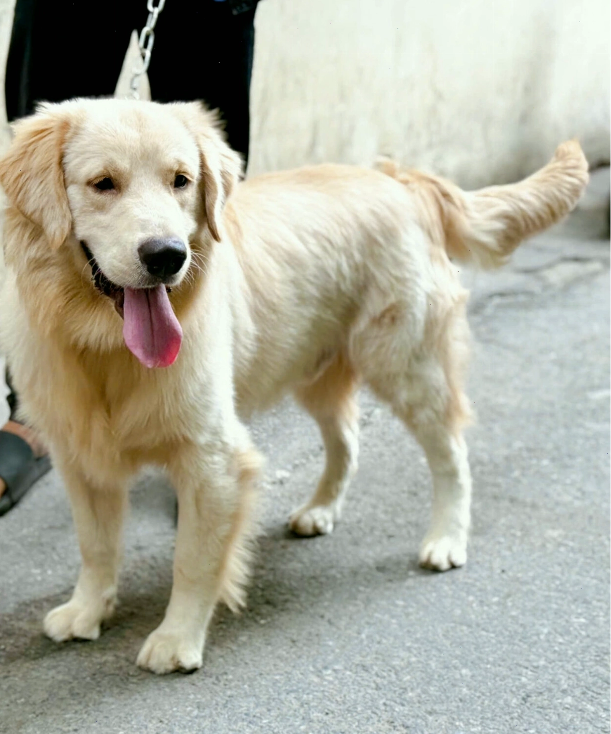 Chó Golden Retriever con với bộ lông màu vàng kim