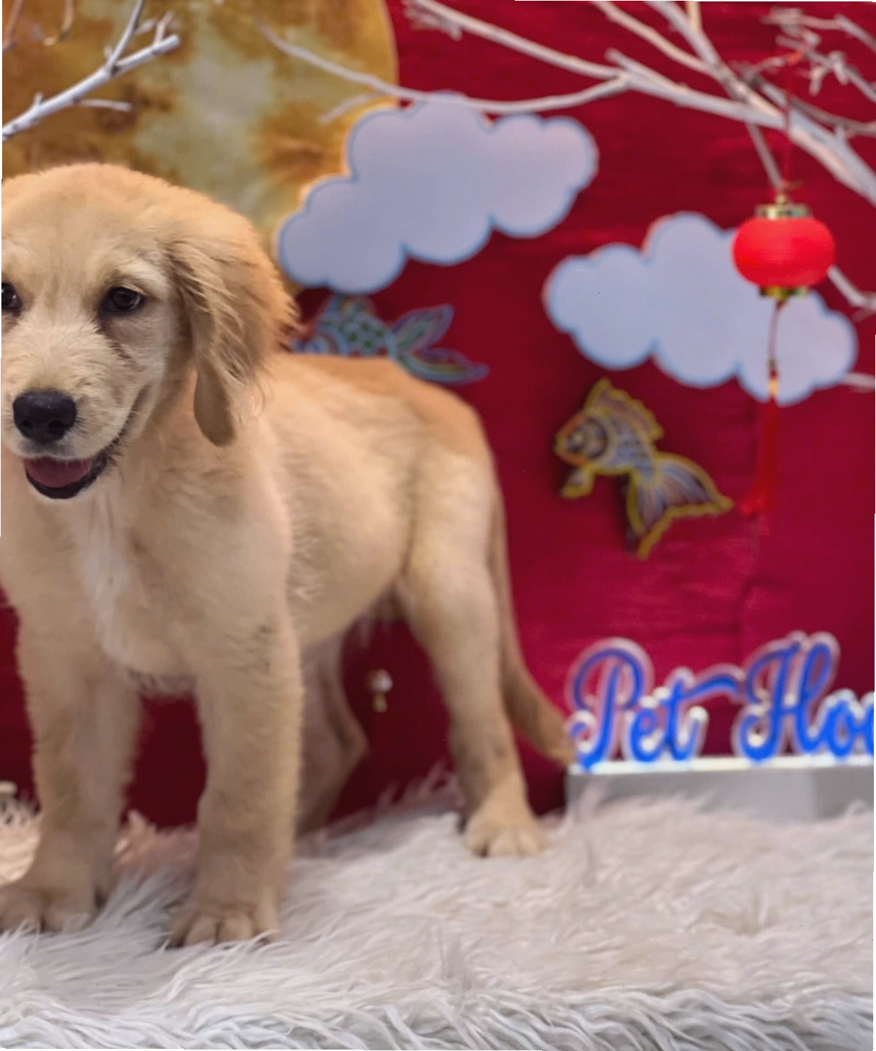Chó Golden Retriever đang vui đùa ngoài trời