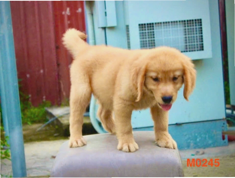 Chó Golden Retriever màu vàng đậm với bộ lông mềm mượt