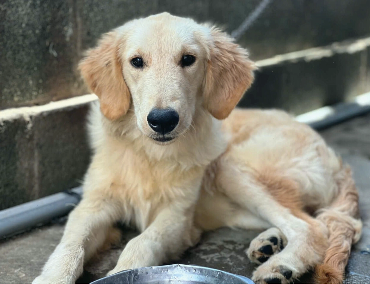 Chó Golden Retriever màu vàng kim với đôi mắt thông minh