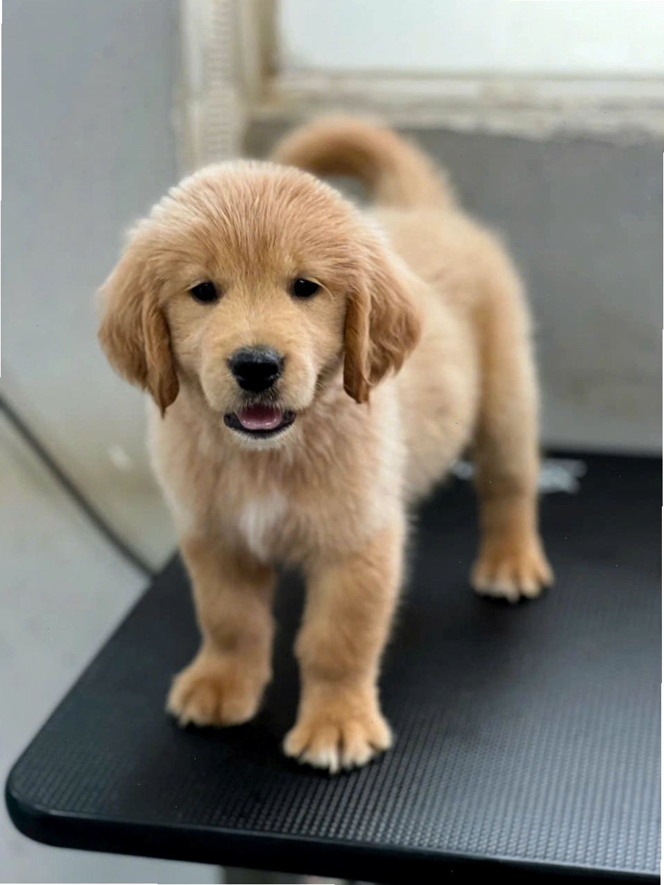 Chó Golden Retriever thân thiện với con người