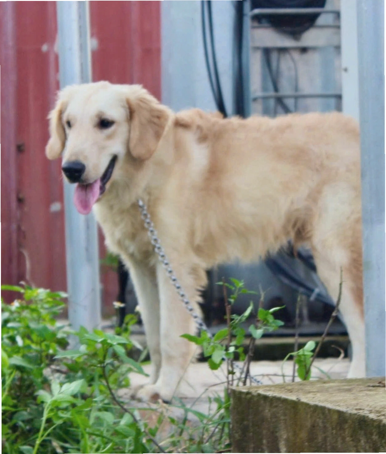 Chó Golden Retriever trưởng thành với dáng vẻ oai vệ