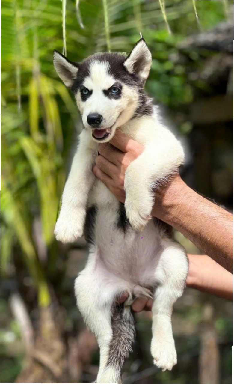 Chó Husky mắt xanh độc đáo