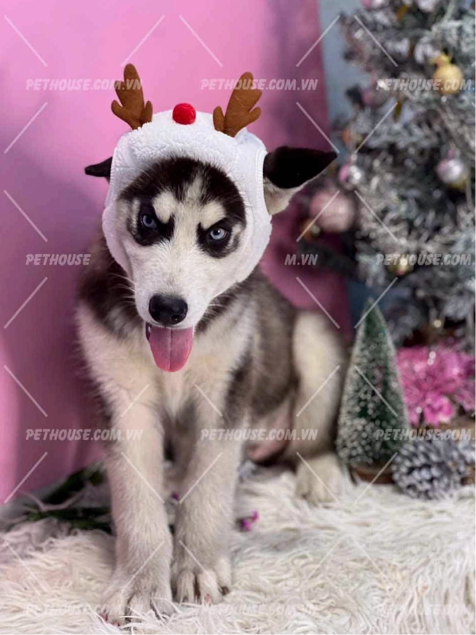 Chó Husky ngáo màu đen trắng
