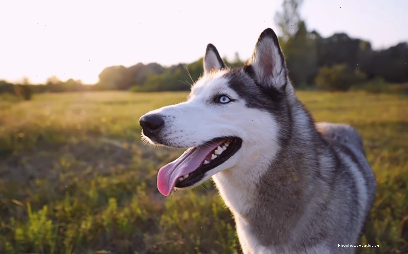 Chó Husky rất thích được đi dạo và chạy nhảy