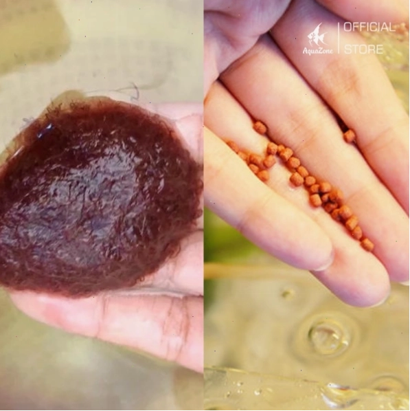 Chọn những con cá mún khỏe mạnh để đảm bảo sự phát triển tốt
