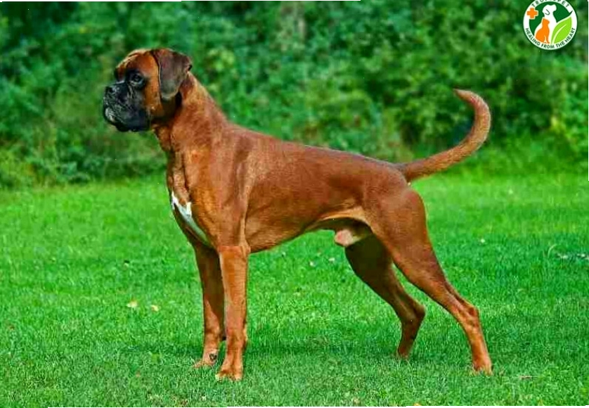 Chú chó Boxer với vẻ mặt hiền lành, đang ngồi yên