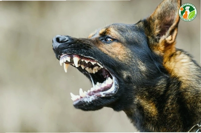 Chú chó Dogo Argentino với ánh mắt tập trung và tư thế sẵn sàng