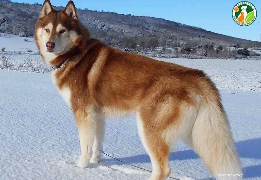 Chú chó Husky với đôi mắt xanh biếc, biểu cảm tò mò