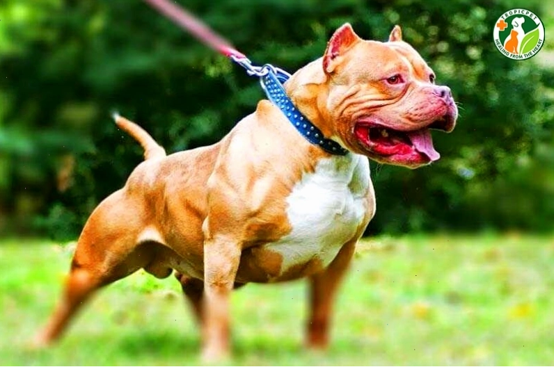 Chú chó Pitbull với vẻ mặt thân thiện khi được huấn luyện