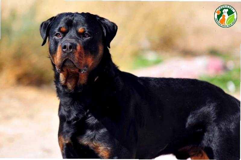 Chú chó Rottweiler lực lưỡng với bộ cơ bắp săn chắc