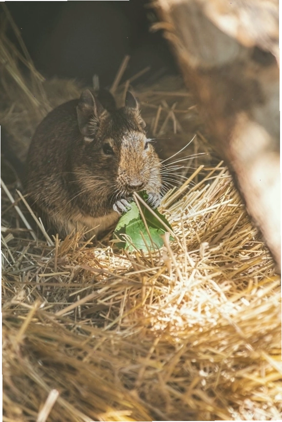 Chuột Degu ăn lá xanh trong cỏ khô