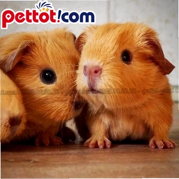 Chuột lang Việt Nam với bộ lông mềm mại, đáng yêu