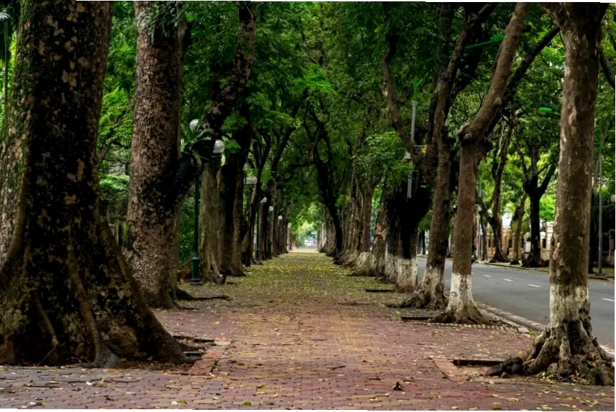 Con đường xanh mát, rợp bóng cây sấu trên phố Phan Đình Phùng