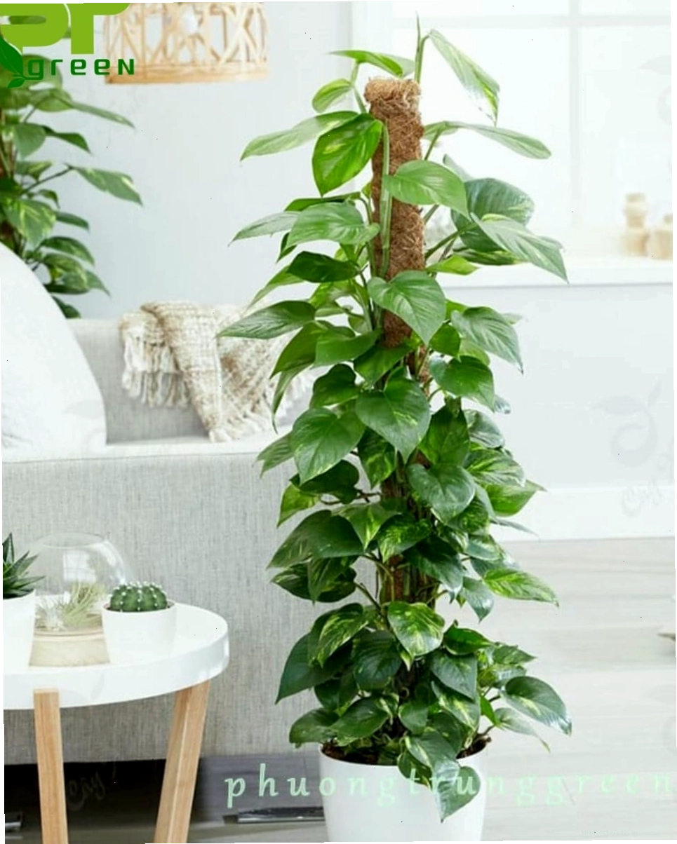 Công dụng cây trầu bà leo cột trong việc thanh lọc không khí