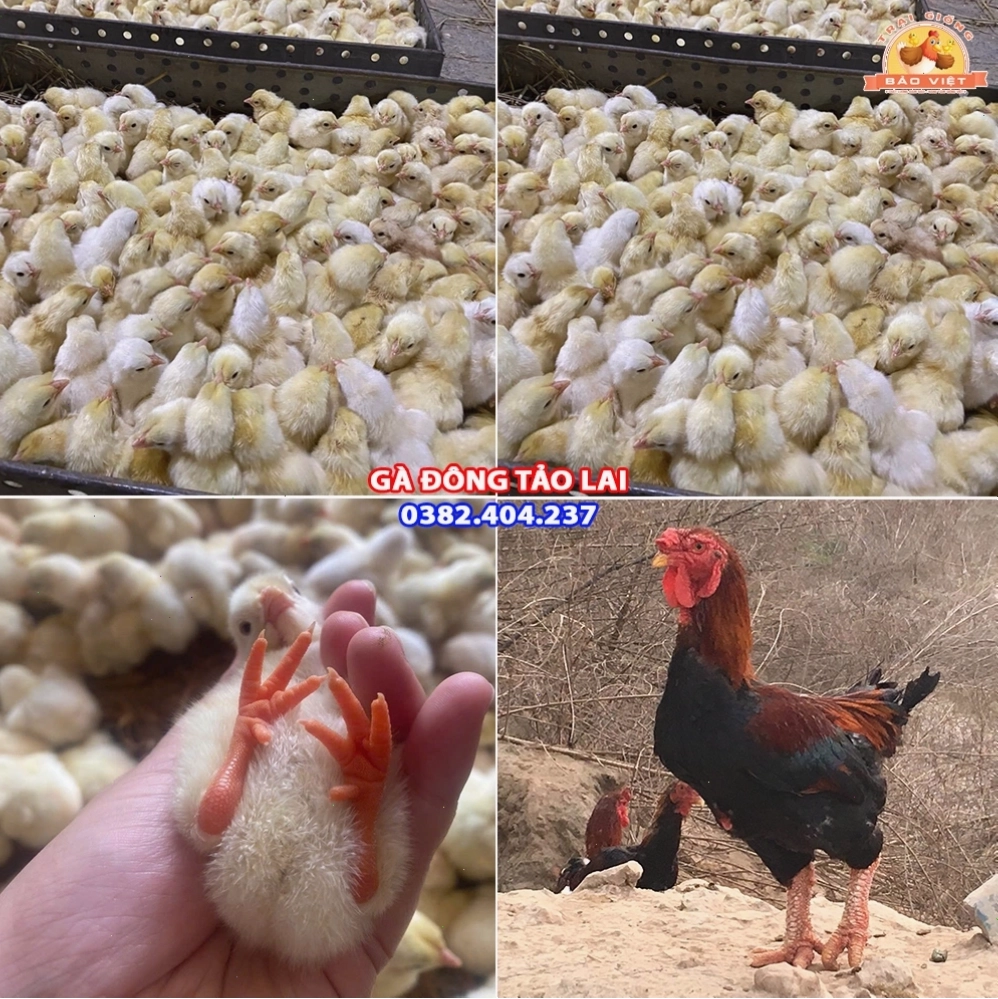 Đàn gà Đông Tảo giống khỏe mạnh tại trang trại uy tín