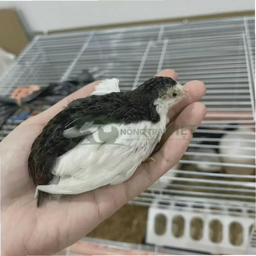 Đàn gà rutin quấn quýt bên nhau
