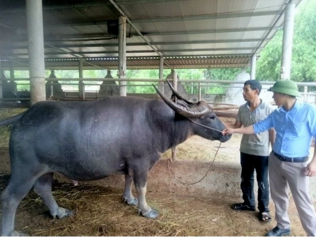 Đàn trâu bò đang ăn cỏ trên đồng
