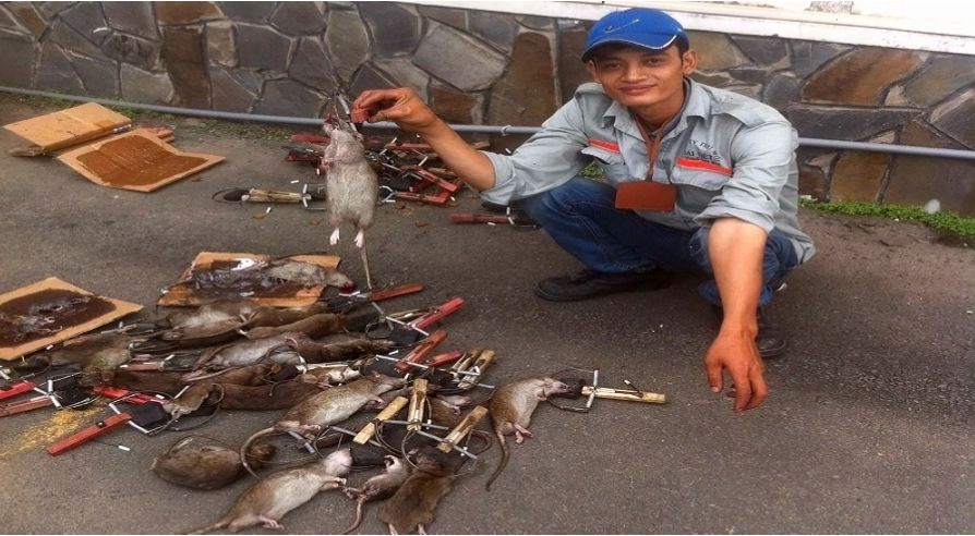 Dịch vụ diệt mối hiệu quả