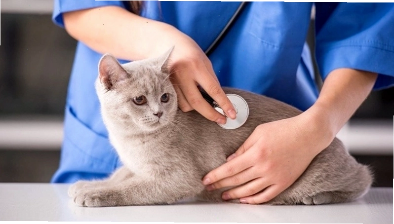 Dịch vụ thú y uy tín tại thành phố