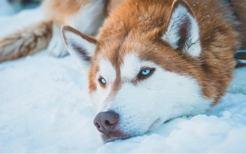 Đôi mắt hình quả hạnh nhân, hơi xếch lên của chó Husky