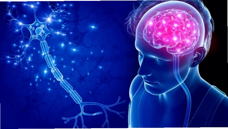 Đồng hỗ trợ phát triển chức năng não bộ