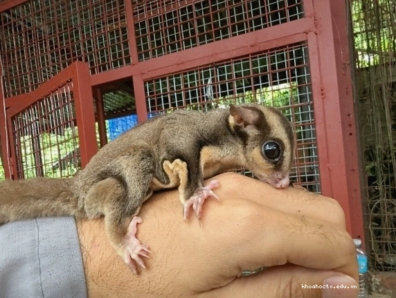 Động vật được gọi là sugar glider, một loài possum hoặc sóc nhỏ sống về đêm