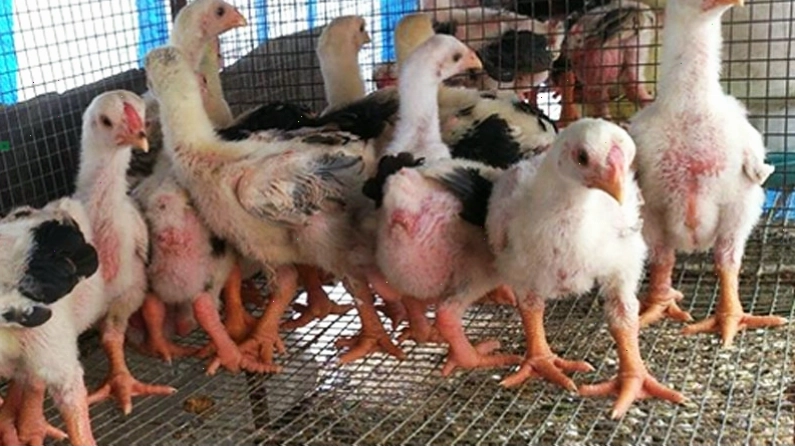 Gà Đông Tảo con với đặc điểm chân to khỏe