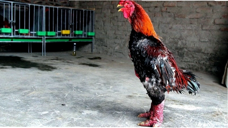 Gà Đông Tảo trưởng thành với đôi chân đặc trưng