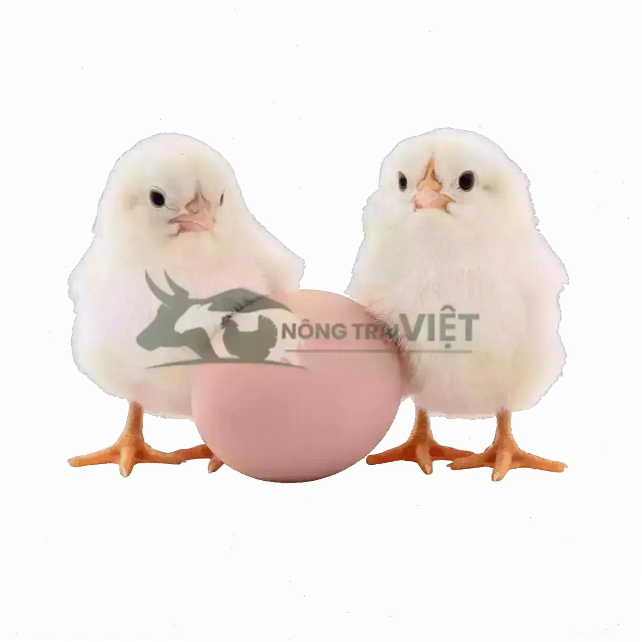 Gà rutin với nhiều màu lông khác nhau