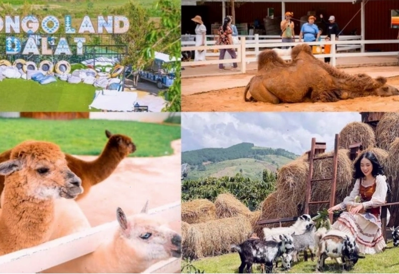 Giao lưu và tìm hiểu về các loài động vật tại vườn thú mini ở Mongo Land