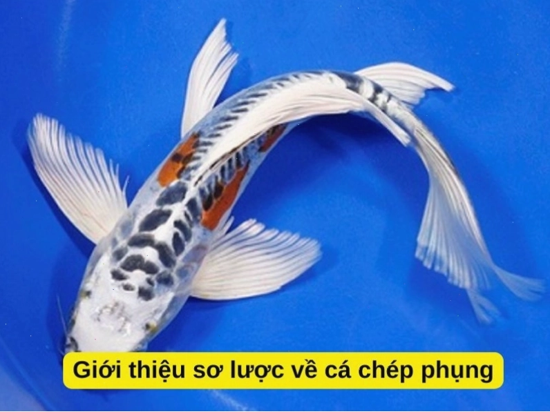 Giới thiệu sơ lược về cá chép phụng và chế độ ăn
