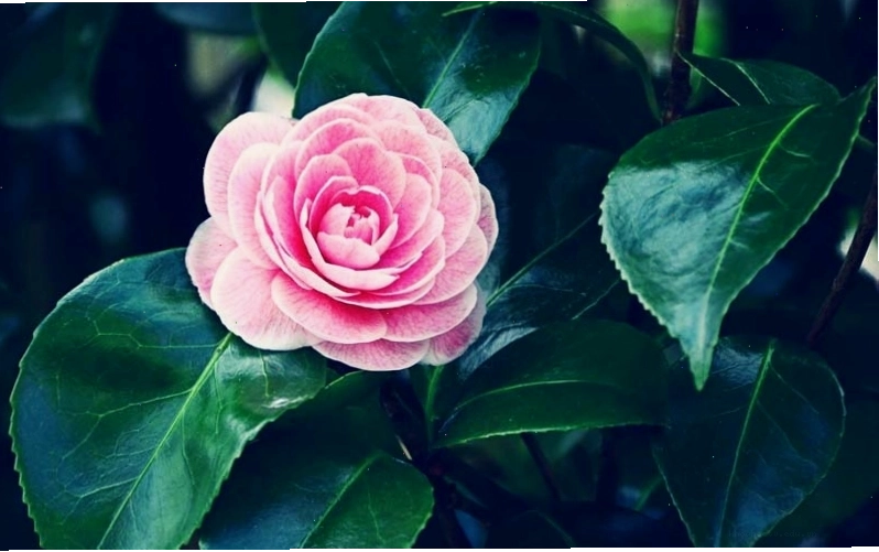 Giới thiệu về cây hoa trà với lá xanh và nụ hoa chúm chím