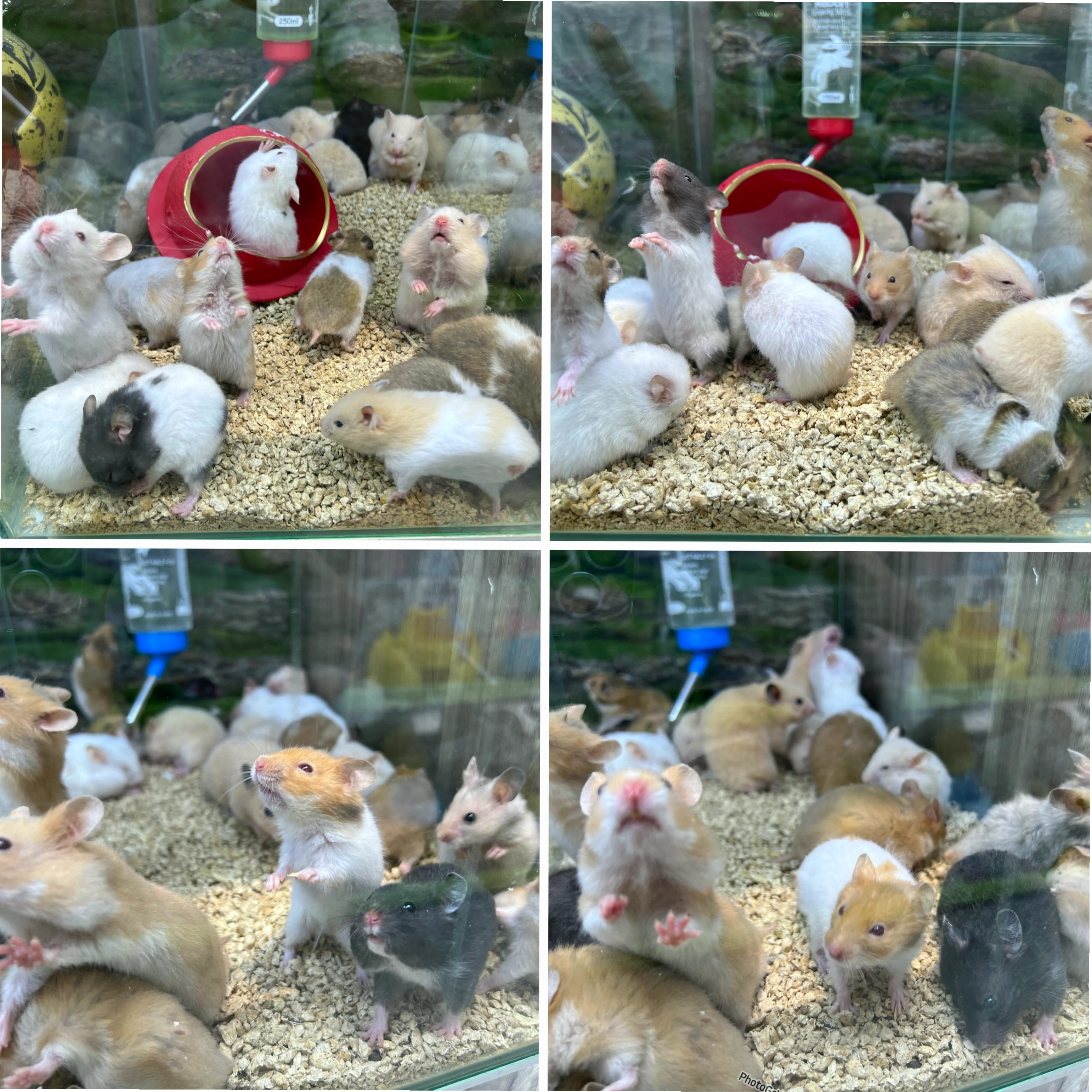Hamster Bear Gấu Long Ngắn đang ăn hạt hướng dương