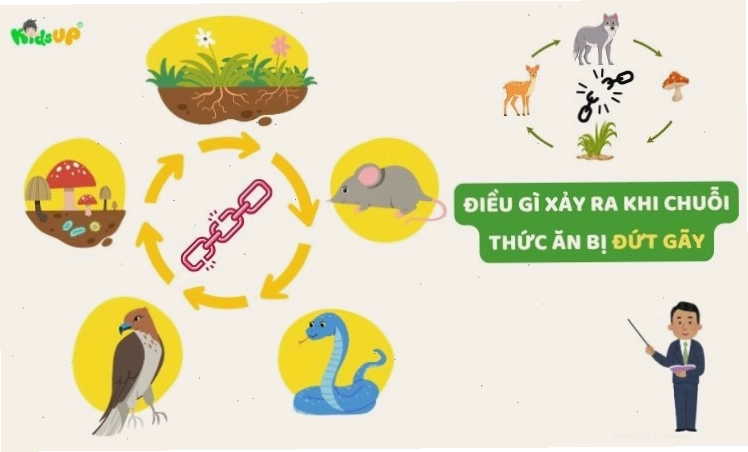 Hậu quả khi chuỗi thức ăn bị đứt gãy, gây mất cân bằng hệ sinh thái.