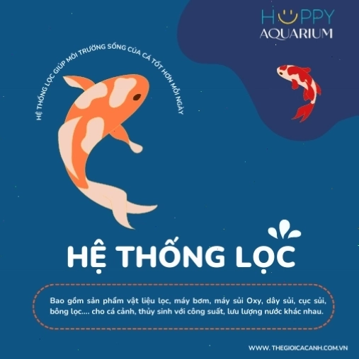 Hệ thống lọc hiệu quả cho bể cá lóc trân châu đen