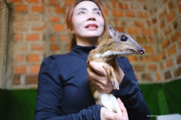 Hình ảnh con cheo với bộ lông dày và đôi tai to đặc trưng