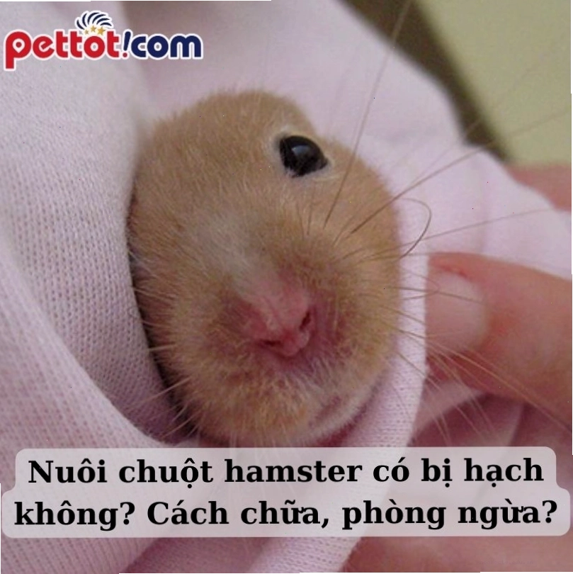 Hình ảnh minh họa về hạch bạch huyết ở động vật nhỏ