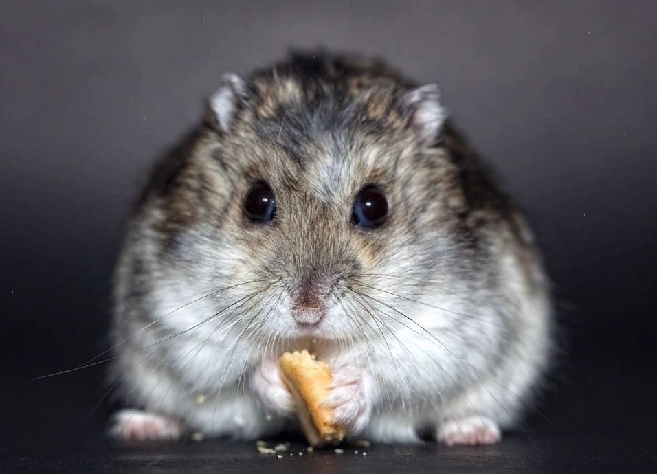 Hình ảnh một chú chuột hamster với bộ lông mềm mại và đôi má phình to
