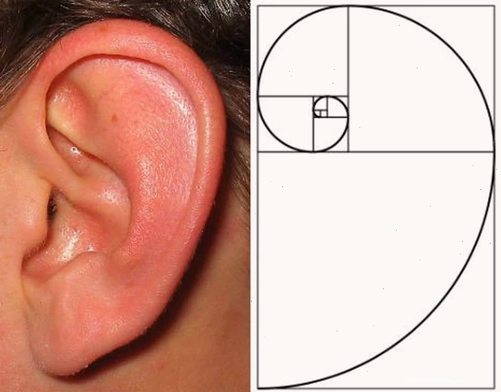 Hoa hướng dương với các hạt sắp xếp theo hình xoắn ốc Fibonacci