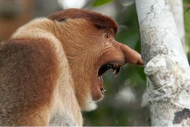 Khỉ vòi di chuyển trên cây