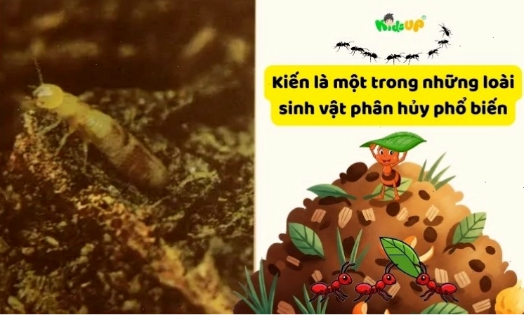 Kiến là một ví dụ về sinh vật phân hủy trong chuỗi thức ăn.