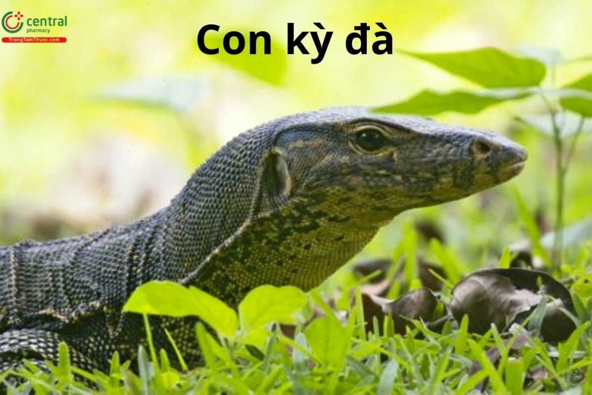 Kỳ đà (Varanus salvator Laurenti) trong môi trường tự nhiên