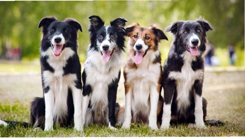 Lưu ý khi mua chó Border Collie