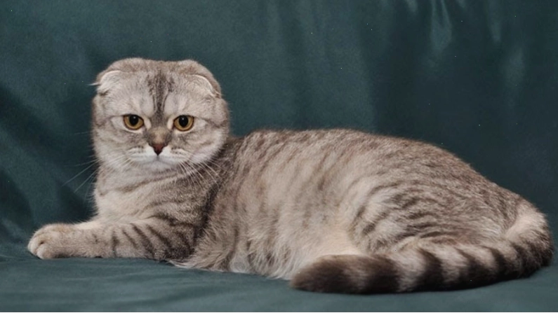 Lý do nên nuôi mèo tai cụp Scottish Fold